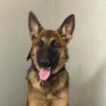 A german shepherd dog with its tongue hanging out.