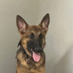 A german shepherd dog with its tongue hanging out.