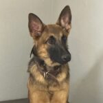 Belgium Malinois crossed with German shepherd the ultimate working machine