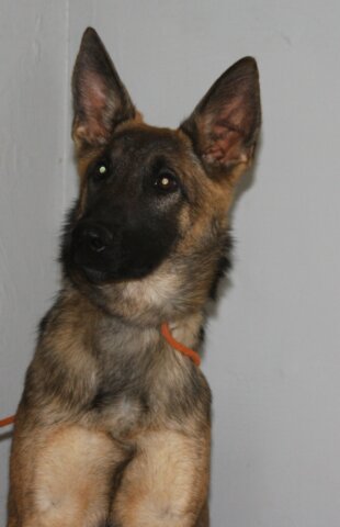 A german shepherd dog with its head up.