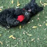 A black dog laying on the ground with its head down.