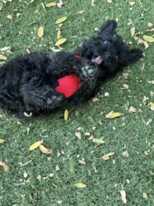 A black dog laying on the ground with its head down.