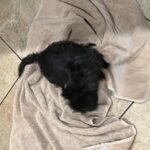 A black cat laying on top of a towel.