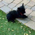 A black dog laying on the ground near some grass