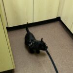 A black dog is walking on the floor