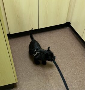 A black dog is walking on the floor