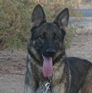 German Shepherd with tongue out in desert.