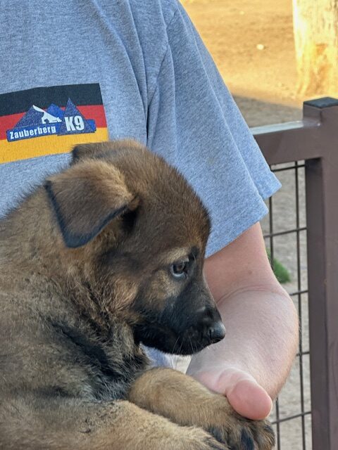 Dark Sable German shepherd Male Puppy available from Breeder in Tucson