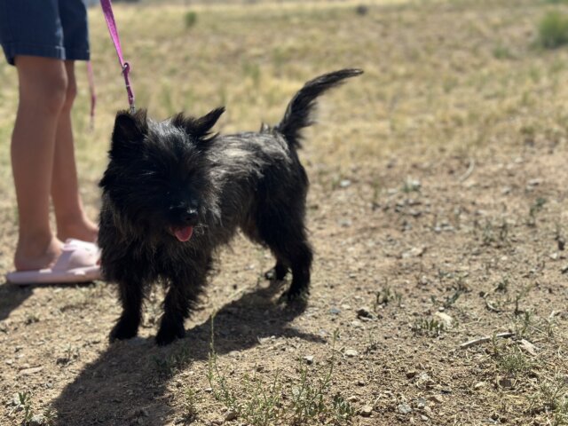 A small black dog standing on top of a dry grass field.